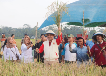 Ekonomi Bukit Pariaman Tumbuh dari Sawah, Infrastruktur dan UMKM Digenjot