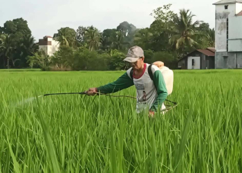 Ekonomi Bhuana Jaya Bangkit, Panen Padi Pulih dan UMKM Mulai Tumbuh