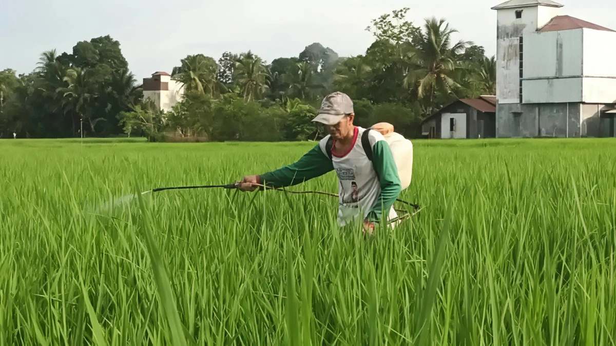 Ekonomi Bhuana Jaya Bangkit, Panen Padi Pulih dan UMKM Mulai Tumbuh
