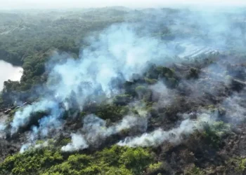 Ketua DPD PSI Samarinda Dorong Penanganan Karhutla di Kalimantan Lebih Serius dan Berkelanjutan