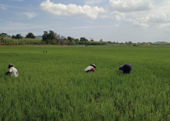 Kemarau Ancam 48 Hektare Sawah Samarinda, Air Sungai Karang Mumus Dipompa
