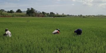 Kemarau Ancam 48 Hektare Sawah Samarinda, Air Sungai Karang Mumus Dipompa