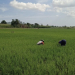 Kemarau Ancam 48 Hektare Sawah Samarinda, Air Sungai Karang Mumus Dipompa